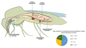 Genomic advances in the study of the mosquito vector during avian malaria infection

This review explores what we’ve learned from Anopheles and highlights the need for more genetic research on Culex mosquitoes.

doi.org/10.1017/S00311…