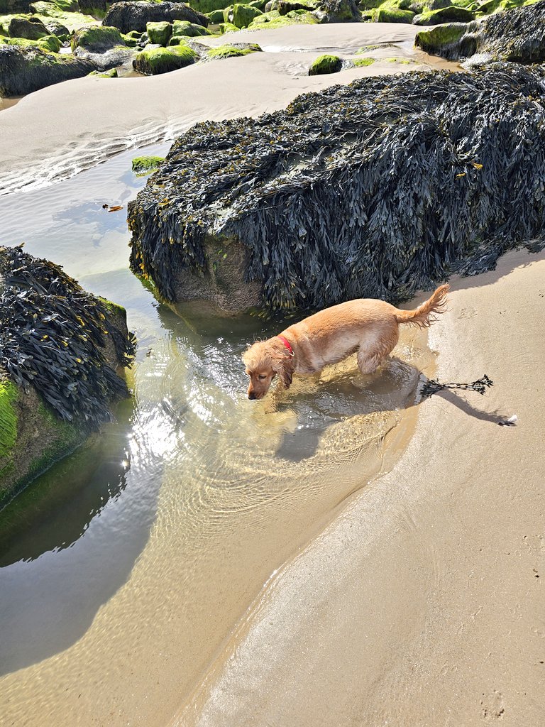 BonnieBess6's tweet photo. Happy Friday, it's a bit blowy on the beach but a beautiful sunny day so no complaints from me. Have a great weekend whatever you're up to #Weekendscoming https://t.co/OSfISvj9Sh