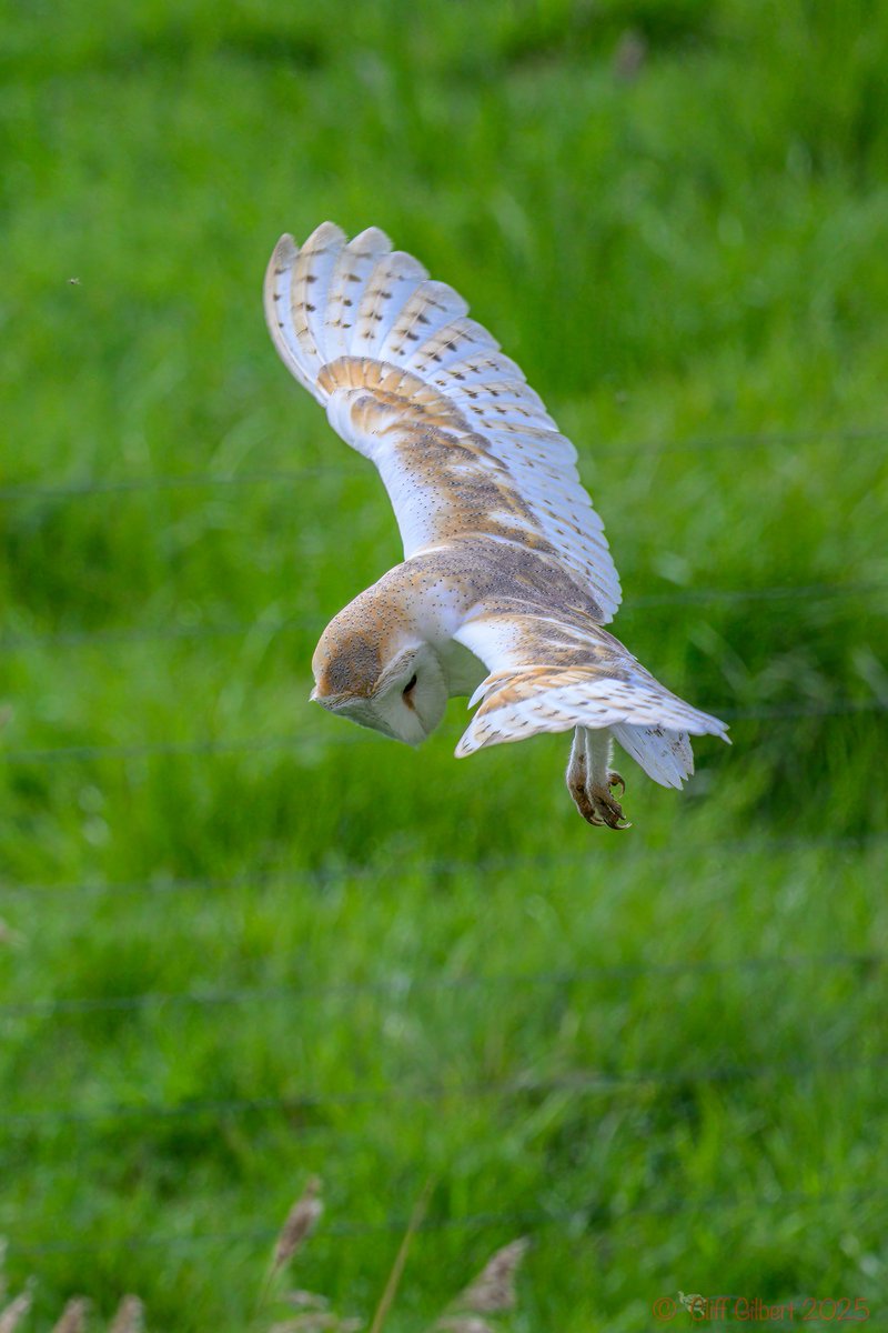 Cliff Gilbert (@cliffgilbert_99) on Twitter photo A nice comparison shot of House and Tree Sparrow, a small window onto a singing Reed Warbler, a peek-a-boo Great Spotted Woodpecker and a final Barn Owl, a great <a href="/WWTWelney/">WWT Welney</a> today A nice comparison shot of House and Tree Sparrow, a small window onto a singing Reed Warbler, a peek-a-boo Great Spotted Woodpecker and a final Barn Owl, a great <a href="/WWTWelney/">WWT Welney</a> today