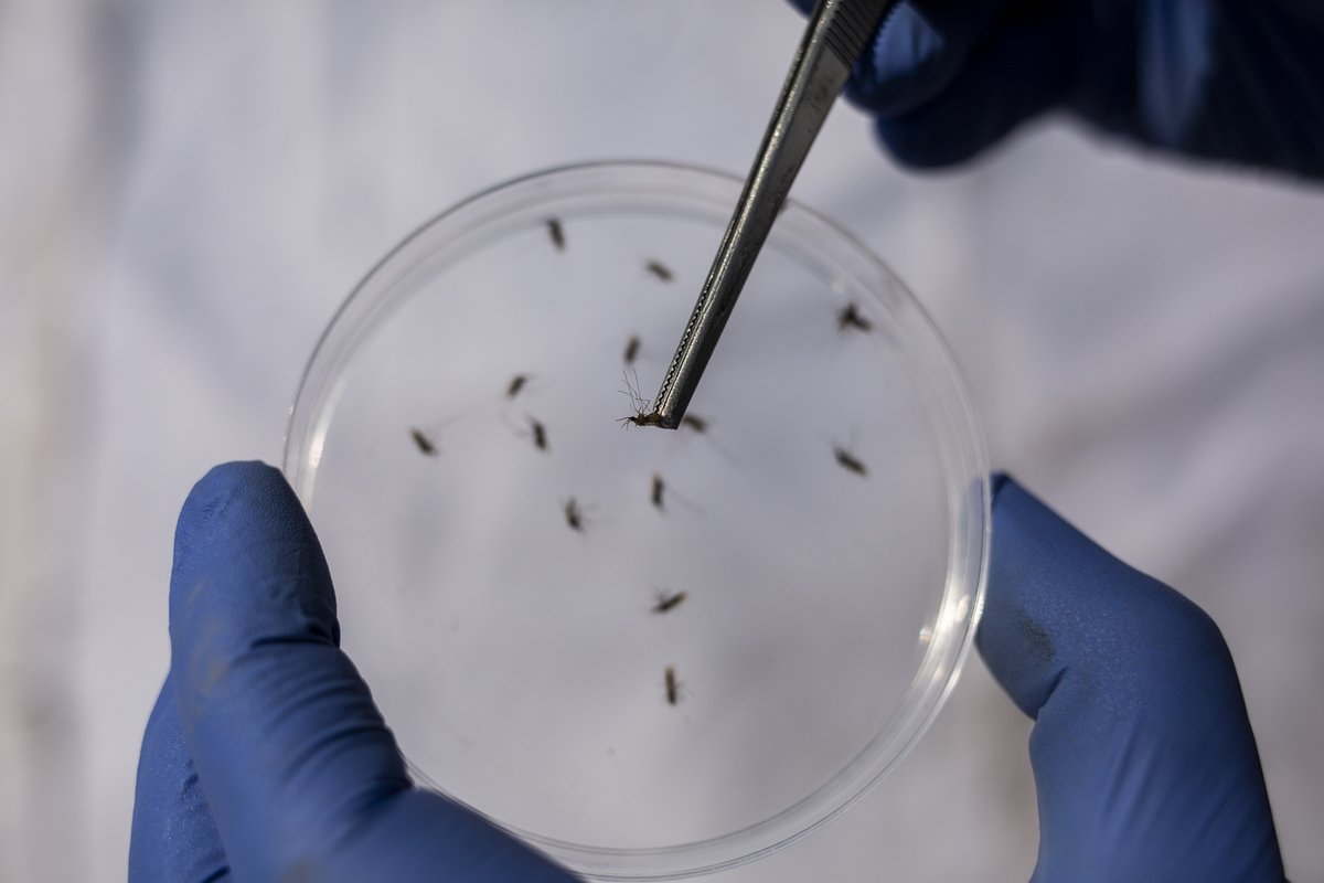 The WHO European Region is the first and only Region where local malaria transmission has been fully interrupted since 2015.

But this effort needs to be sustained. Malaria cases can still be imported to the Region. We must work together to #EndMalaria.

#WorldMalariaDay