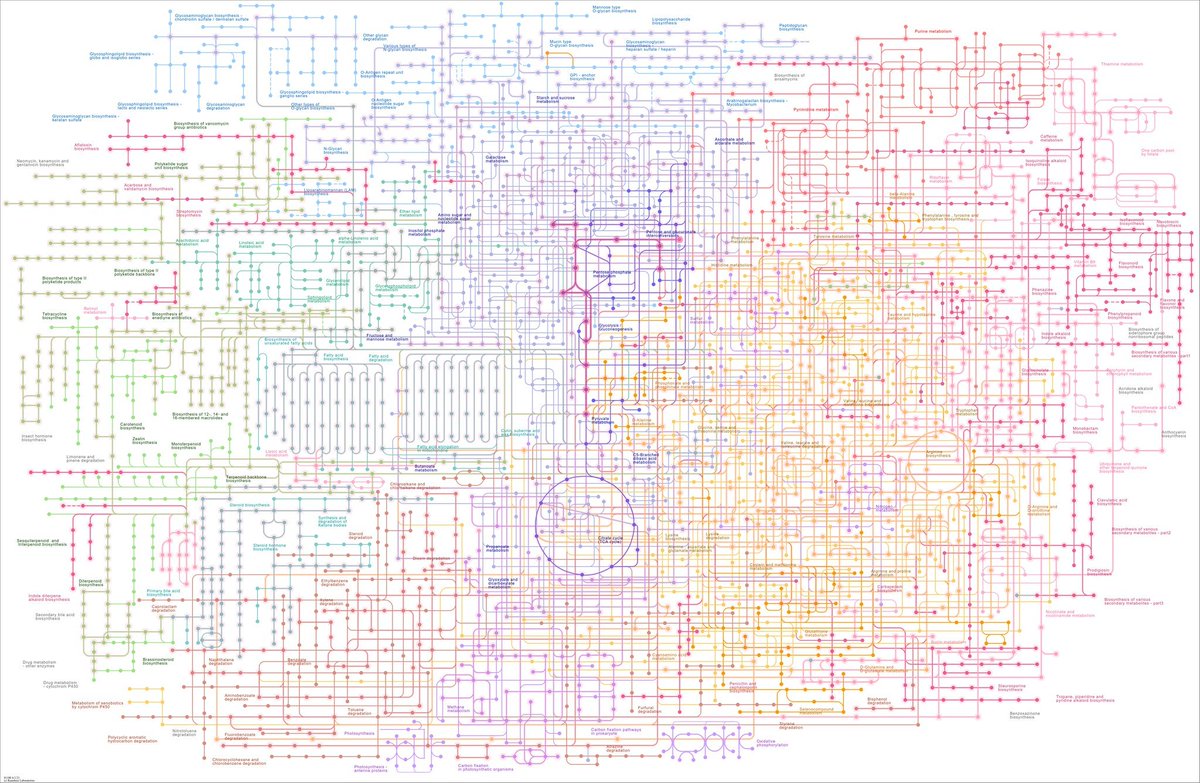 Sebastian S. Cocioba🪄🌷 (@atinygreencell) on Twitter photo We barely understand how life lives. Even though this metabolic map looks impressive, it's just a fraction of the interactions and cycles possible in nature and even these are a gross oversimplification of the nuance at play. This is the goopy chaos I adore. We barely understand how life lives. Even though this metabolic map looks impressive, it's just a fraction of the interactions and cycles possible in nature and even these are a gross oversimplification of the nuance at play. This is the goopy chaos I adore.
