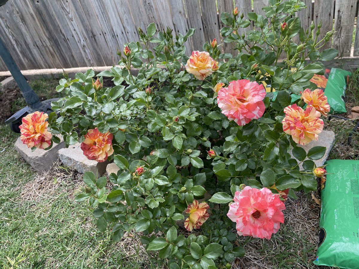 Whitfield18Lynn's tweet photo. Loving my one-year old rose bush. Happy garden Friday! #gardening https://t.co/hFK5sIUOvX