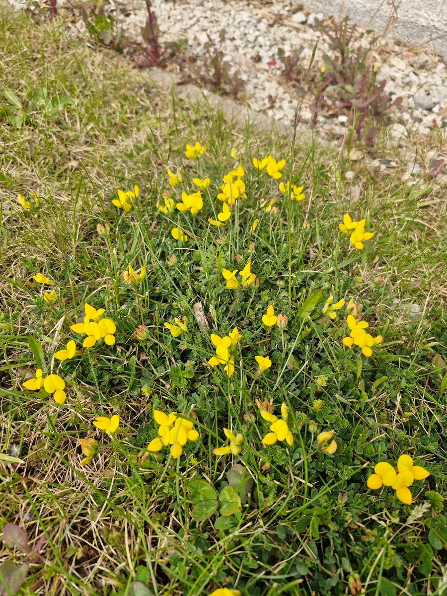 We're taking part in the Liverpool #CityNatureChallenge this weekend...are you? 

Download the iNaturalist app to record your sightings 🌸🌿🐝
