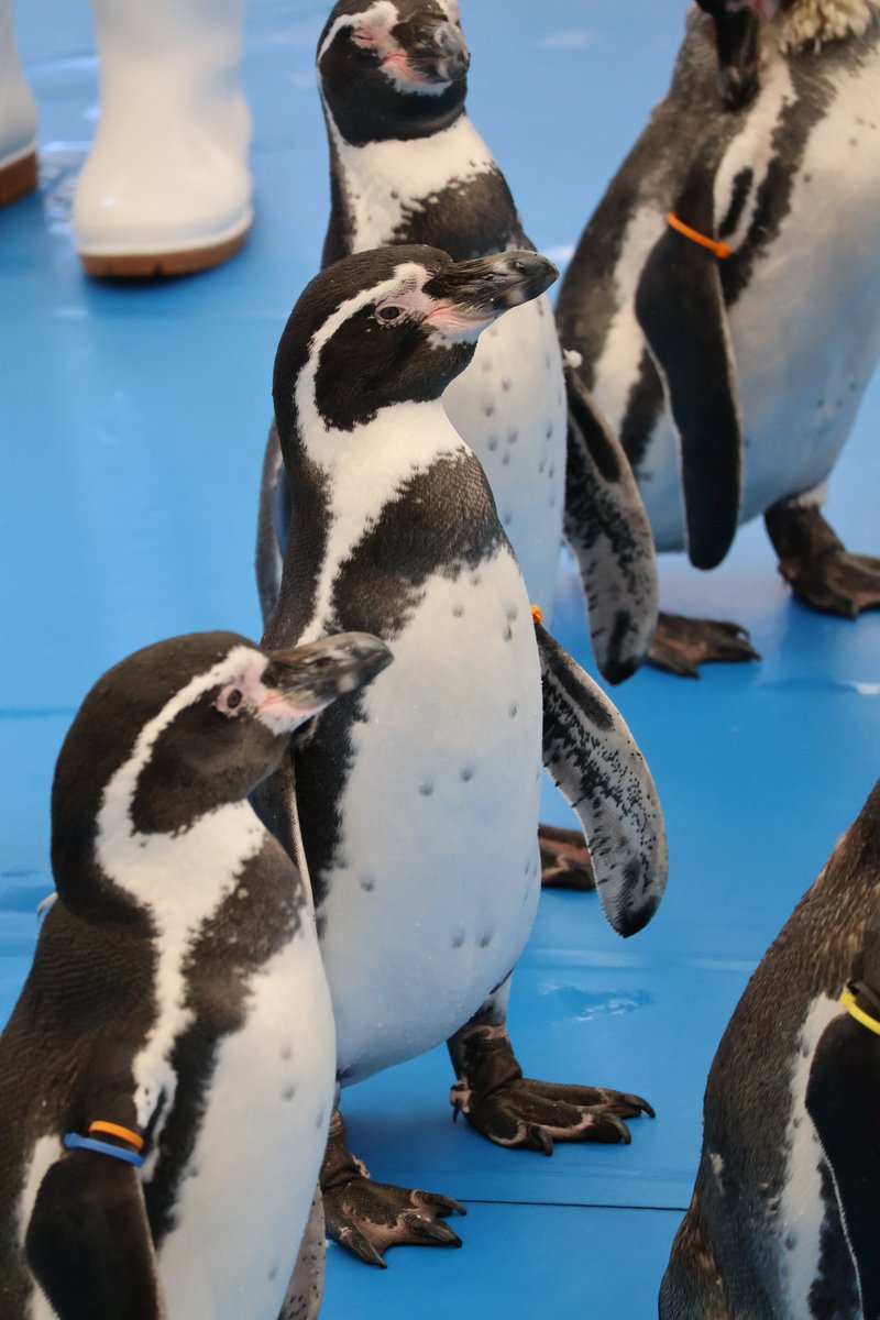 フンボルトペンギン、マゼランペンギン、ケープペンギン。 よく似て