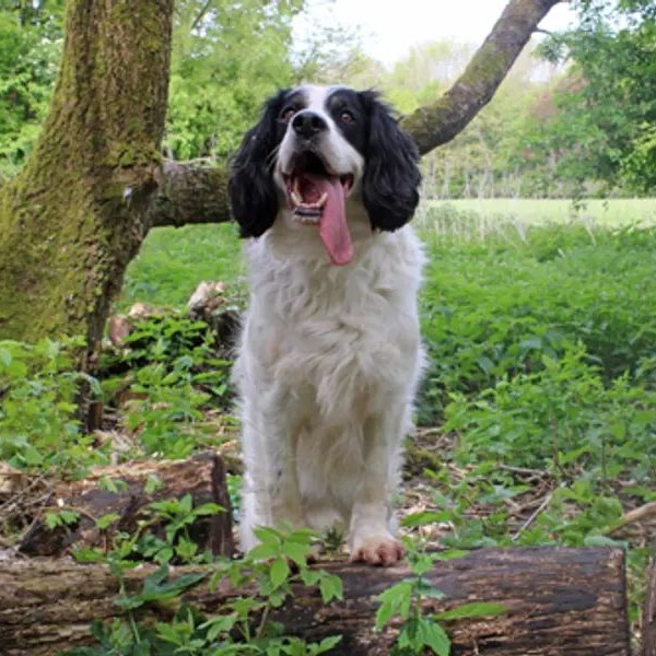Big dogs are feeling invisible 💛 Zebedee is just one of 556 ‘large’ or ‘giant’ dogs currently in our care who could be missing out on a match just because of their size 🐶.  If you think you could help a big dog like Zebedee, please head here 👉 bit.ly/44Fqdf6