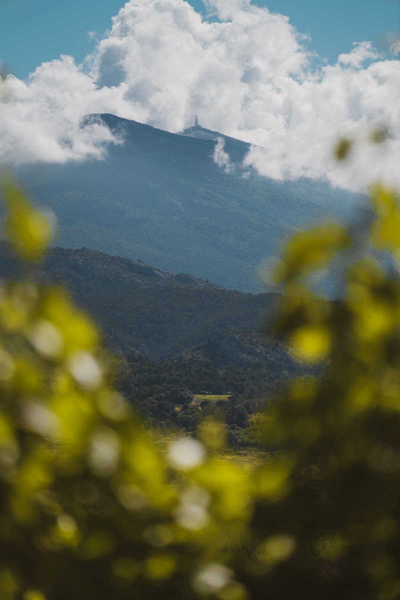Pourquoi les vins blancs du Ventoux sont à suivre de près ?
Réponse dans le dernier numéro d'En Magnum+, notre magazine 100 % numérique 👇
mybettanedesseauve.fr/en-magnum-09-m…

L'abus d'alcool est dangereux pour la santé, à consommer avec modération.