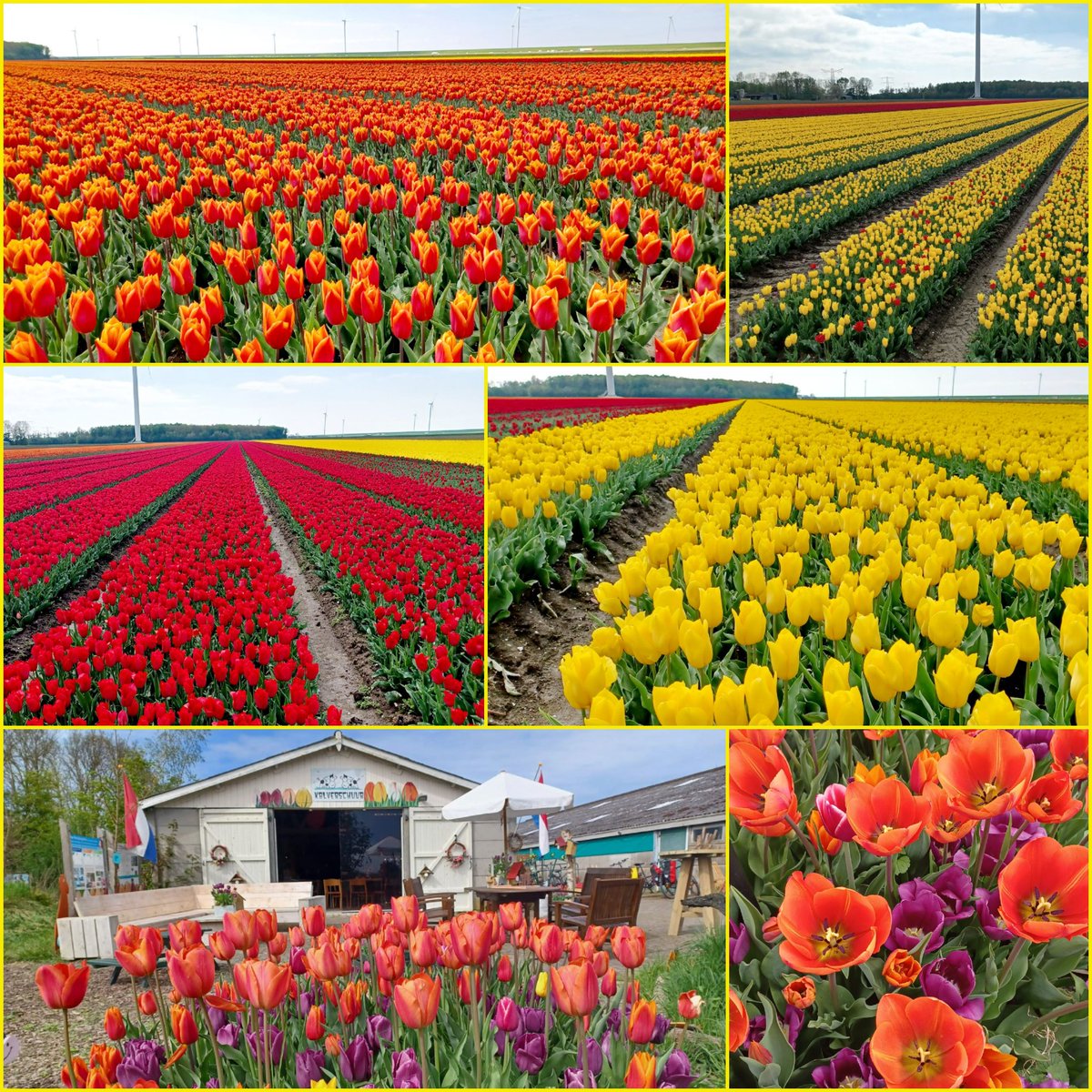 Christine_rill's tweet image. Nog even wezen kijken achter op het erf 🥰 laatste foto's, dit weekeinde gaan ze eraf..
En nog stuur ik bezoekers weg die voor tulpen of koffie met appeltaart komen. Nog 1 in de vriezer die is voor de vrijwilligers dinsdagmiddag om het overweldigend succes te vieren van 🥮🍵   😉