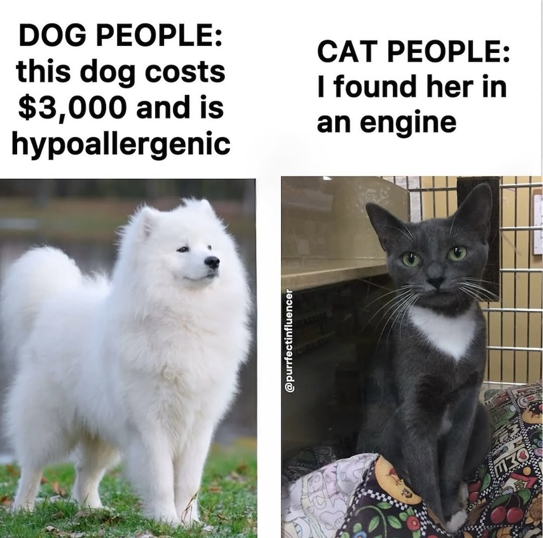 cats with powerful impression 🐾 tweet media