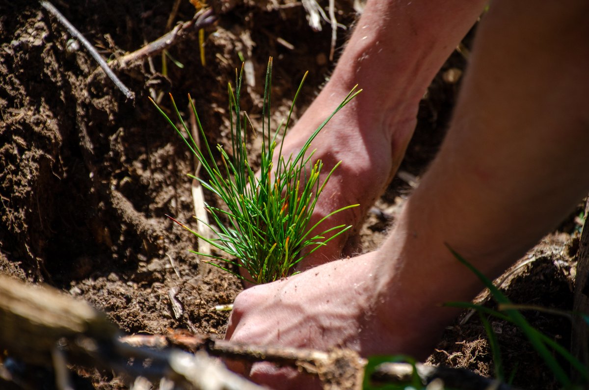 “Arbor Day is not like other holidays. Each of those reposes on the past, while Arbor Day proposes for the future.”  

— J. Sterling Morton, Father of Arbor Day (1885)