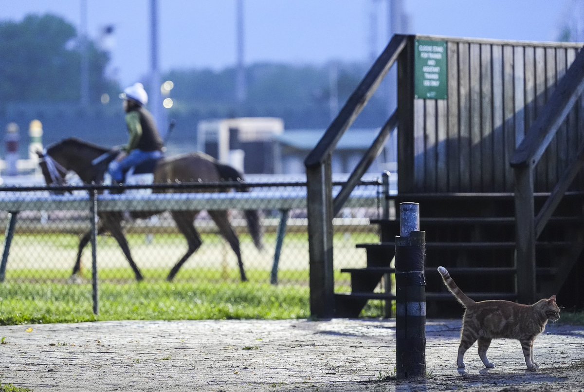 mattstonephotog's tweet image. Trainer Bob Baffert returns to Churchill Downs and found time to stop and admire the flowers outside his barn before training. All things #kyderby: courier-journal.com/kentucky-derby