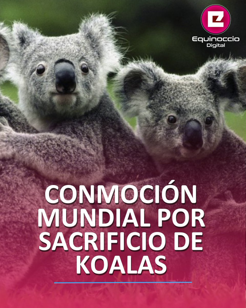 🟣Un incendio forestal consumió más de 2.000 hectáreas del Parque Nacional Budj Bim, en Victoria, Australia, dejando a cientos de koalas en estado crítico. Como medida extrema, las autoridades autorizaron el sacrificio de hasta 750 ejemplares mediante disparos desde helicópteros,