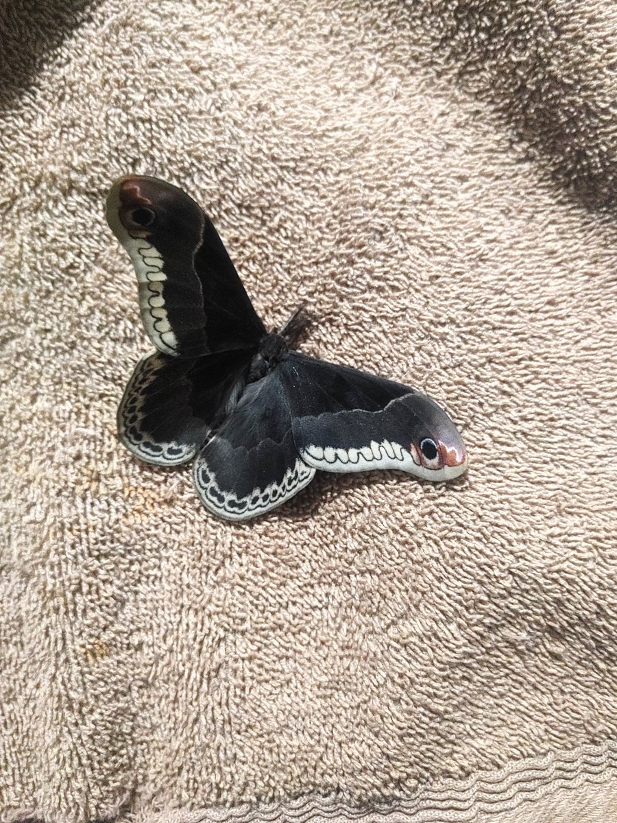 DominickPesant's tweet image. Sorry for being inactive, things have been happening for a while but here's why I wasn't there. I was taking care of babies :3 #moth