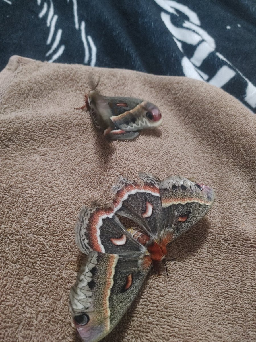DominickPesant's tweet image. Sorry for being inactive, things have been happening for a while but here's why I wasn't there. I was taking care of babies :3 #moth