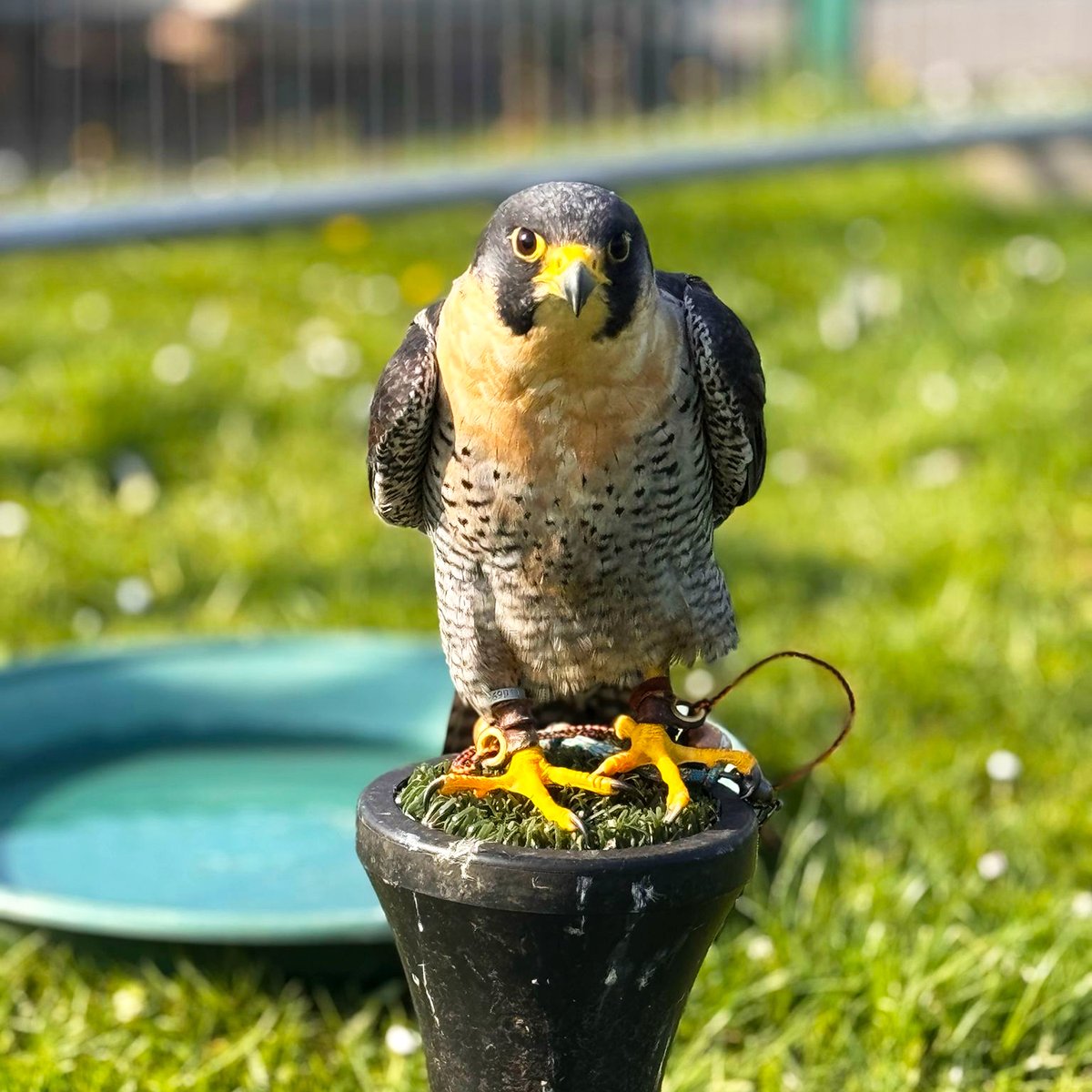 The #1ldteam received a visit from a random visitor this week. It is not every day you get to see a magnificent bird of prey this close however, they are used on construction sites more often than you would think. Thank you Aaron for submitting the images. #uxo #risk #mitigation
