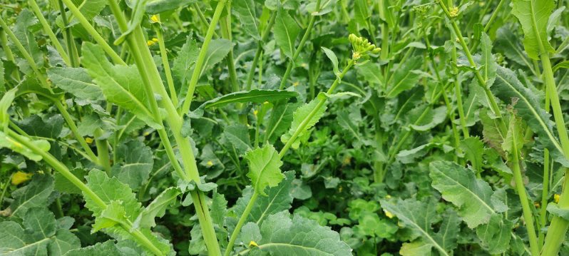 OSR undersown with #livingmulch mix is powering on. Looking forward to see how this develops. Maybe the livingmulch has a disease reduction effect of soil born sclerotinia.