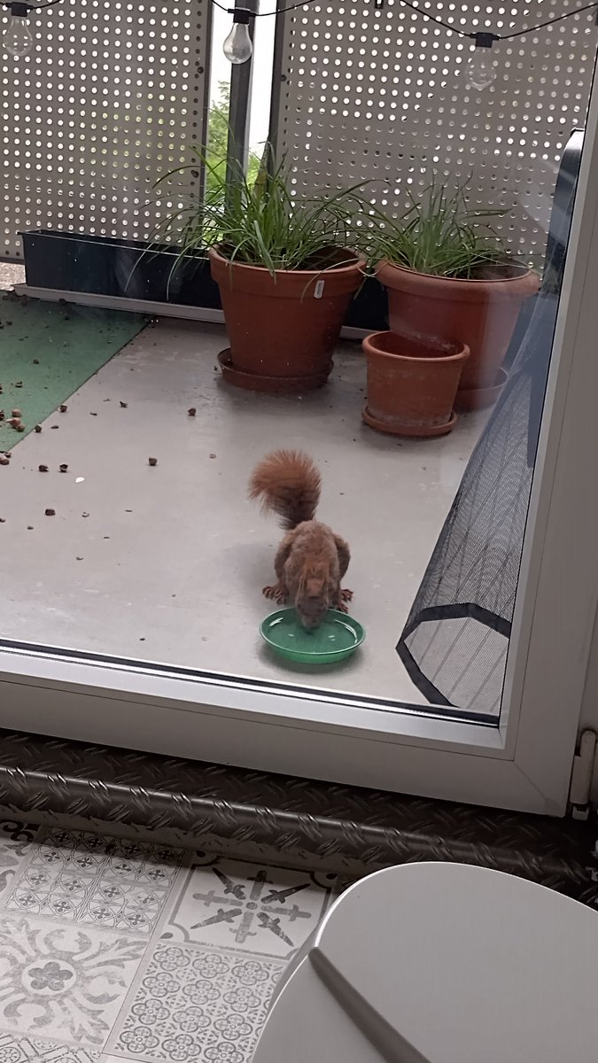 RealPresident46's tweet photo. Lass mich rein! (Die Pfötchen klatschen da jedes Mal mit Schwung an die Scheibe) https://t.co/OI2viPE10W