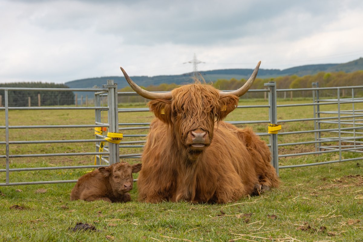 Zappshelter (@zappshelter) on Twitter photo ๐๐ The <a href="/zappshelter/">Zappshelter</a> team are extremely pleased to welcome 'Doddie' to the herd ๐๐
Born early this morning, he's looking healthy and well and we know you'll be seeing lots more of him soon! ๐๐ The <a href="/zappshelter/">Zappshelter</a> team are extremely pleased to welcome 'Doddie' to the herd ๐๐
Born early this morning, he's looking healthy and well and we know you'll be seeing lots more of him soon!