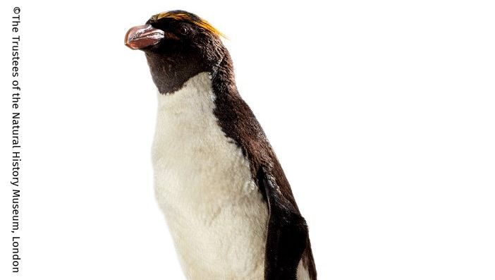 🐧It’s #WorldPenguinDay Say hello to our macaroni penguin. During incubation &amp; chick raising, many birds reinforce their pair bond. These behaviours occur in male–female &amp; same-sex partnerships. Bonded male penguins in captivity have successfully raised chicks when given an egg.