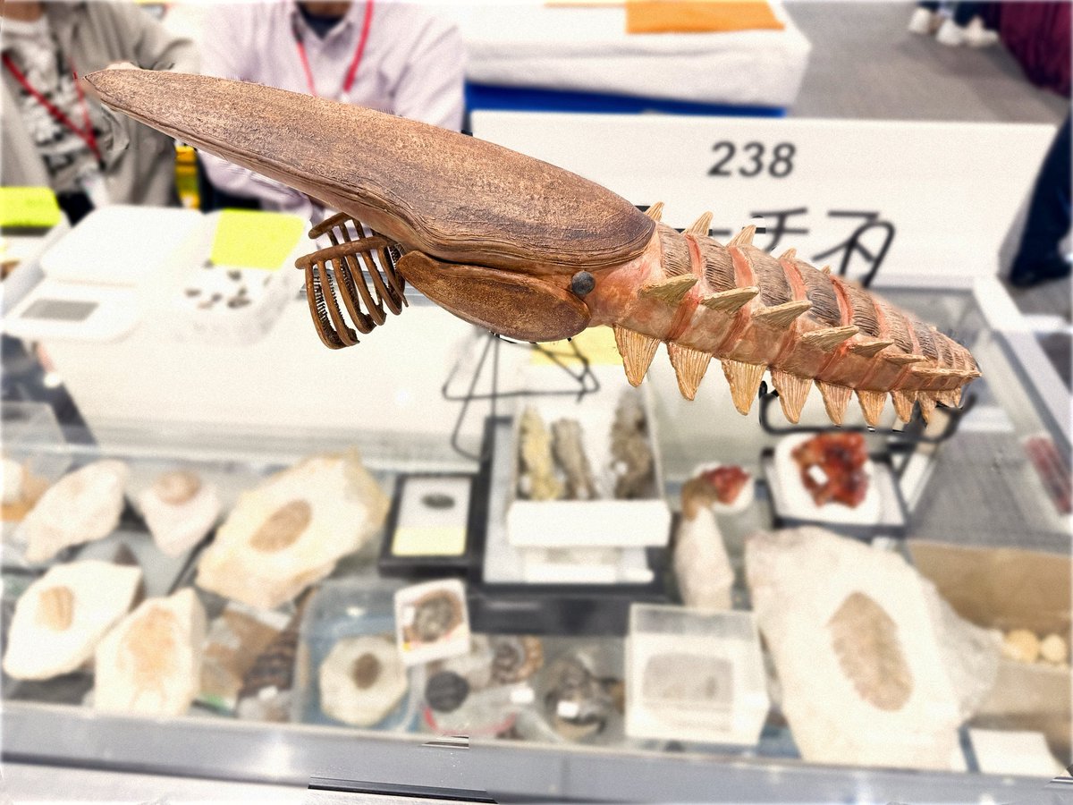 今回は化石の他に模型も持ってきました！
かねてより開発していたエーギロカシスをお披露目！オルドビス紀の大きなアノマロカリスです。是非見にきてくださいね！