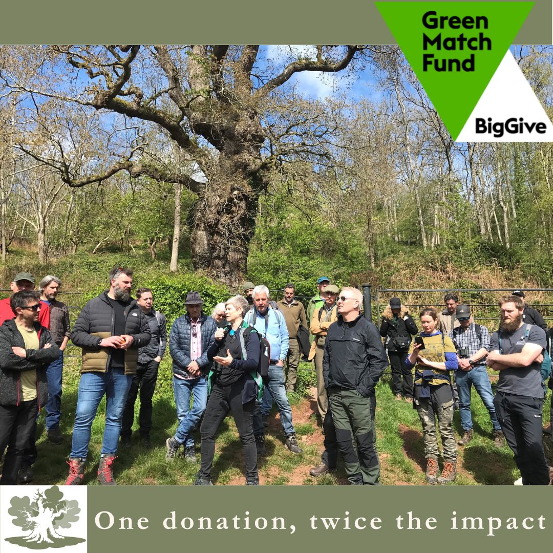 Big Give’s #GreenMatchFund. Our quarterly national meetings celebrate unique aspects of ancient trees, each inspired by the landscape of the host location. Please donate if you like what we do. tinyurl.com/yznn5x5e