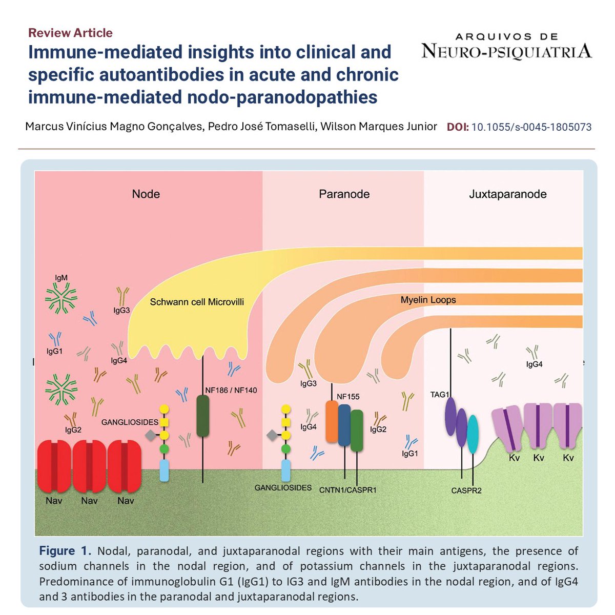 Arquivos de Neuro-Psiquiatria (@arqneuropsiq) on Twitter photo 🔬 A new frontier in neurology: it's not just roots, nerves, or plexuses anymore.
Autoantibodies now target microtopographic zones — reshaping how we diagnose and treat neuropathies.
Precision is going microscopic. #NeuroImmunology #Neurology
fcj9.short.gy/lG8zKN 🔬 A new frontier in neurology: it's not just roots, nerves, or plexuses anymore.
Autoantibodies now target microtopographic zones — reshaping how we diagnose and treat neuropathies.
Precision is going microscopic. #NeuroImmunology #Neurology
fcj9.short.gy/lG8zKN