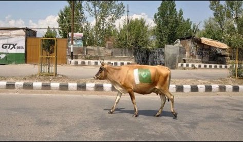 mog_china's tweet photo. 🇵🇰🇮🇳
🔴غير عادي
اصدر الجيش الهندي قرارا بمعاقبة كل من يرفع علم باكستان في اقليم كشمير وشُنت حملة لازالة الطوابع من الجدران.

فقام السكان المعارضون برسم العلم على الأبقار لتجنب غضب السلطات الهندوسية😁😁 https://t.co/2h3DYLGtZZ