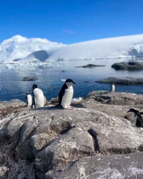 UK Antarctic Heritage Trust tweet media