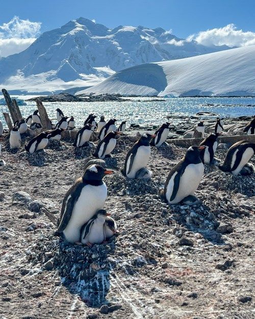 Happy World Penguin Day! 🐧 

In her final update of the season, wildlife monitor Maggie Coll bids a fond farewell to the colony and picks out a few of her favourite feathered friends. 

#WorldPenguinDay 

🔗 Read Maggie's blog: ukaht.org/latest-news/20…