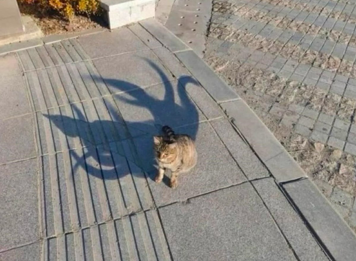 PunchingCat's tweet photo. bro has sealed kurama inside him https://t.co/eyd9VSwRb2