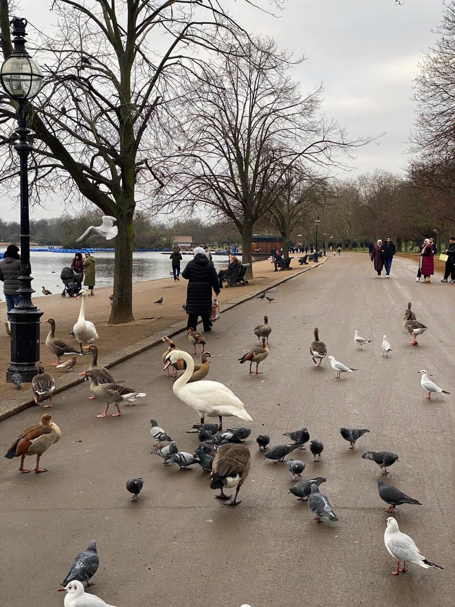 Susan (@b_oydarthur156) on Twitter photo "Together with swans, ducks and doves, I feel like I have become a character in a fairy tale🦢🦆🐦✨ "Together with swans, ducks and doves, I feel like I have become a character in a fairy tale🦢🦆🐦✨