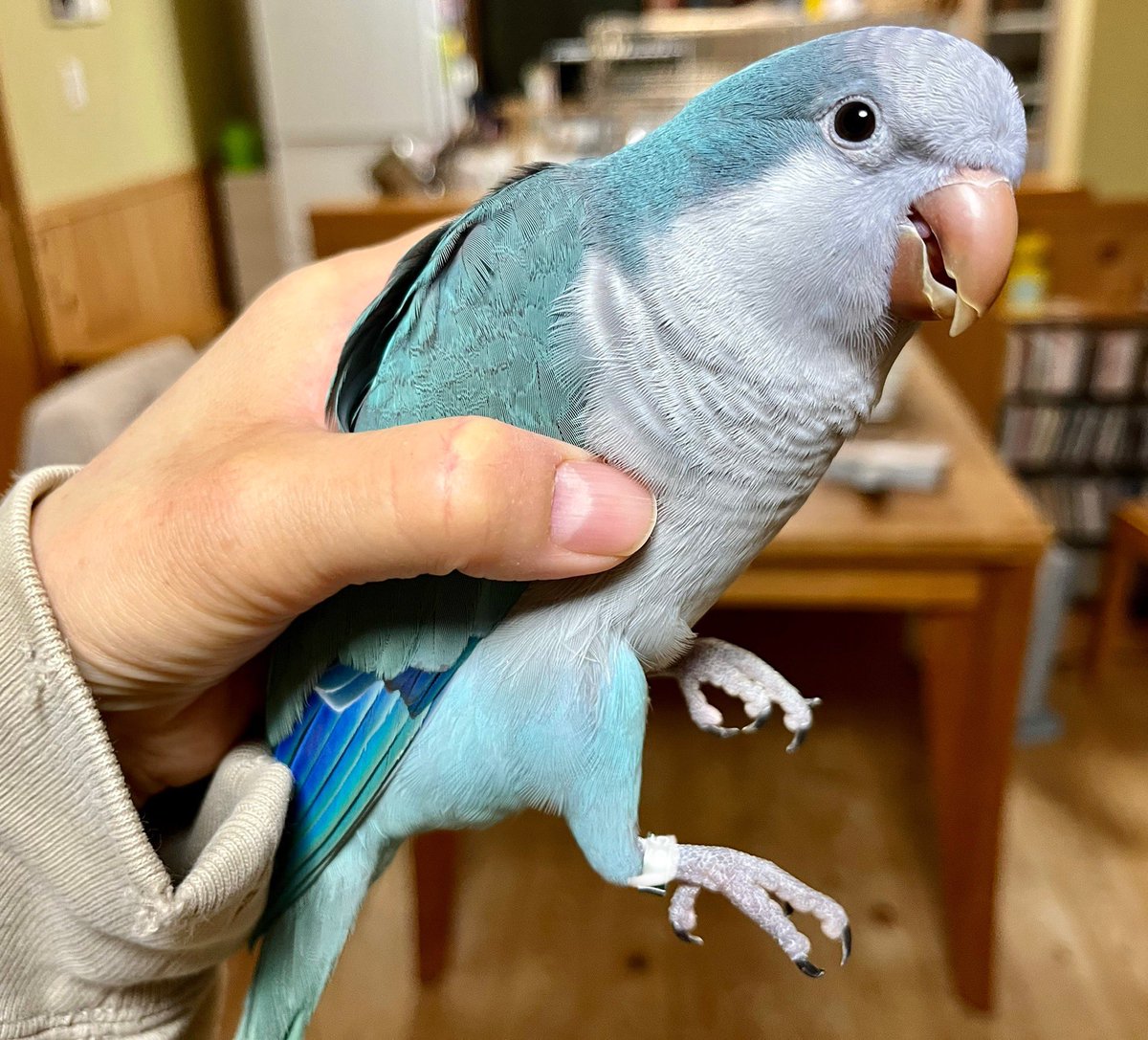 イタズラして捕らわれた青い恐竜🦕
#オキナインコ