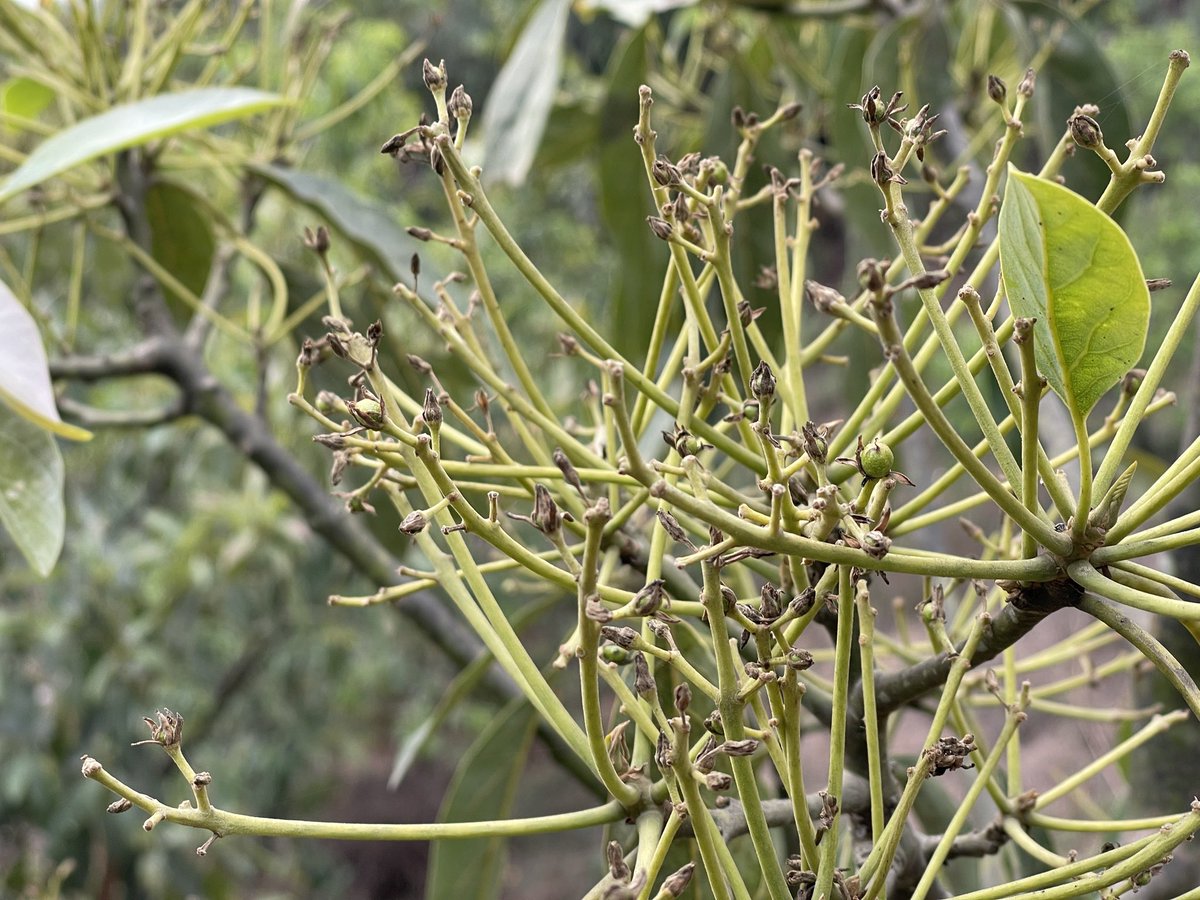 アボカドの木　五年くらいで実がなるみたい