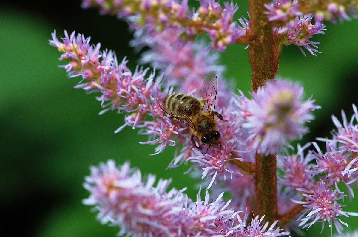 Climate Action Leeds (@climateactleeds) on Twitter photo Can you help paint a picture of what nature in Leeds looks like?
<a href="/Alwoodley2030/">Alwoodley 2030</a> are doing a "Bio Blitz" this April - sign up below to find out how you can get involved.
No nature expertise necessary!
tinyurl.com/cbhee54n Can you help paint a picture of what nature in Leeds looks like?
<a href="/Alwoodley2030/">Alwoodley 2030</a> are doing a "Bio Blitz" this April - sign up below to find out how you can get involved.
No nature expertise necessary!
tinyurl.com/cbhee54n