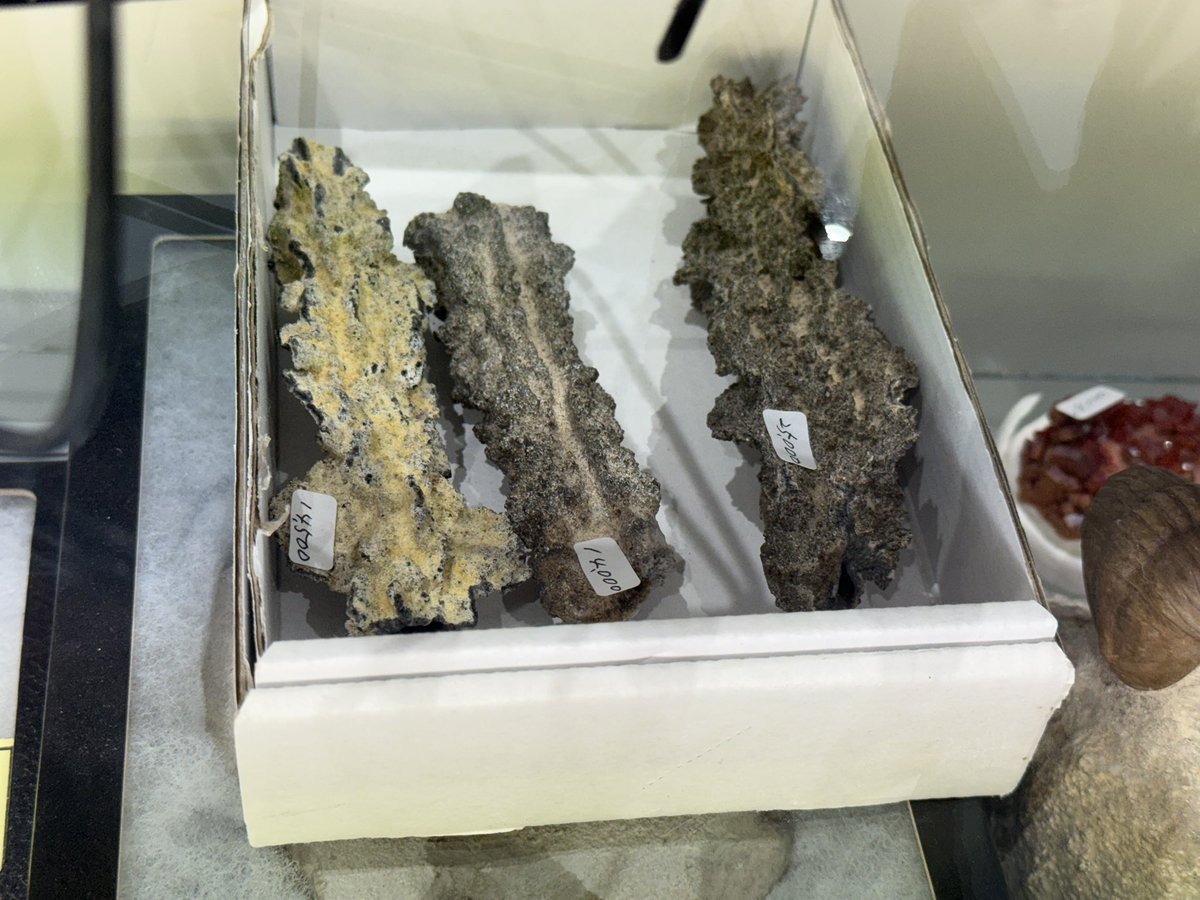 今回はロシア産三葉虫がたくさん仕入れられました
リビアングラスもお値打ち価格です✨
なかなか見ない大きな雷管石も！！👀