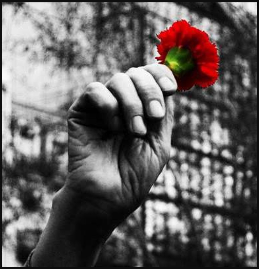 25 de Abril, sempre! 🕊️ 51 anos de liberdade, que nos permitem viver em democracia e ter o direito de opinar, falar, debater e decidir o presente e futuro. OBRIGADA a todos/as que lutaram para que isto fosse uma realidade! ❤️
#25abril #Democracia #Liberdade #RevolucaoDosCravos