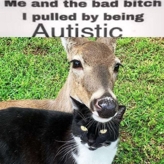 mfing deer girl 2sday tweet media