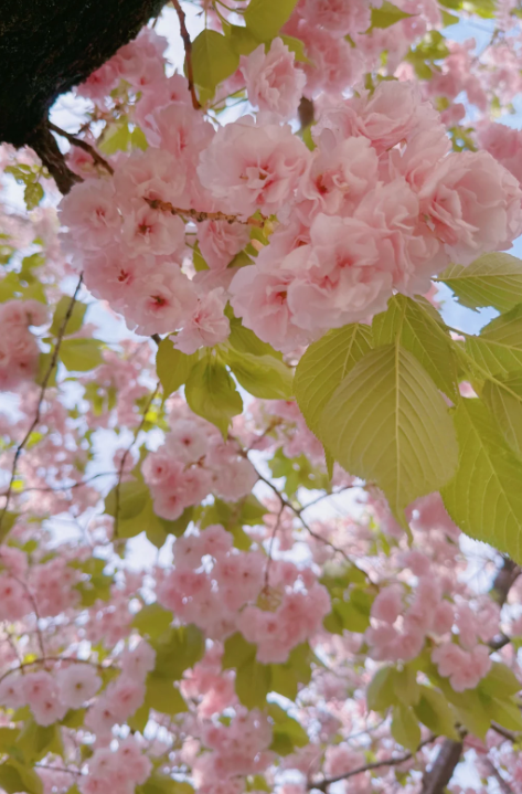 春の桜祭りは心が躍るほど美しいですね！ピンクの花びらが太陽の光の中で咲きます。あなたもお花見旅行に行きませんか？