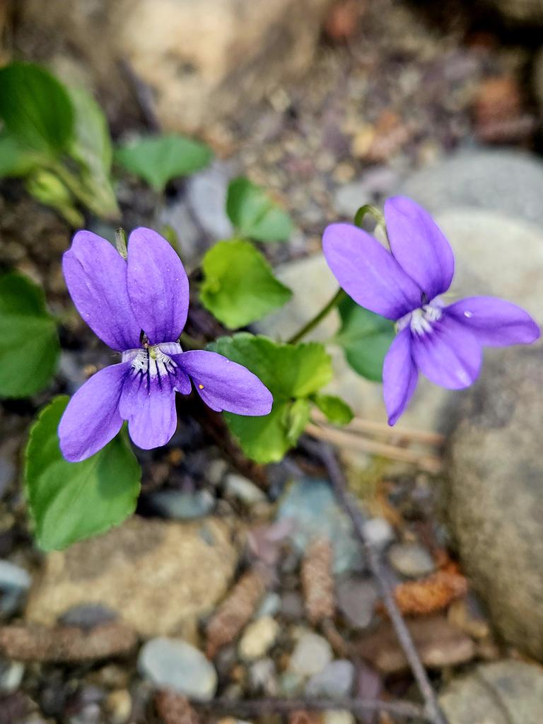 Langs de beek #Schotland #bosannemoon #bosviool 💜🤍
