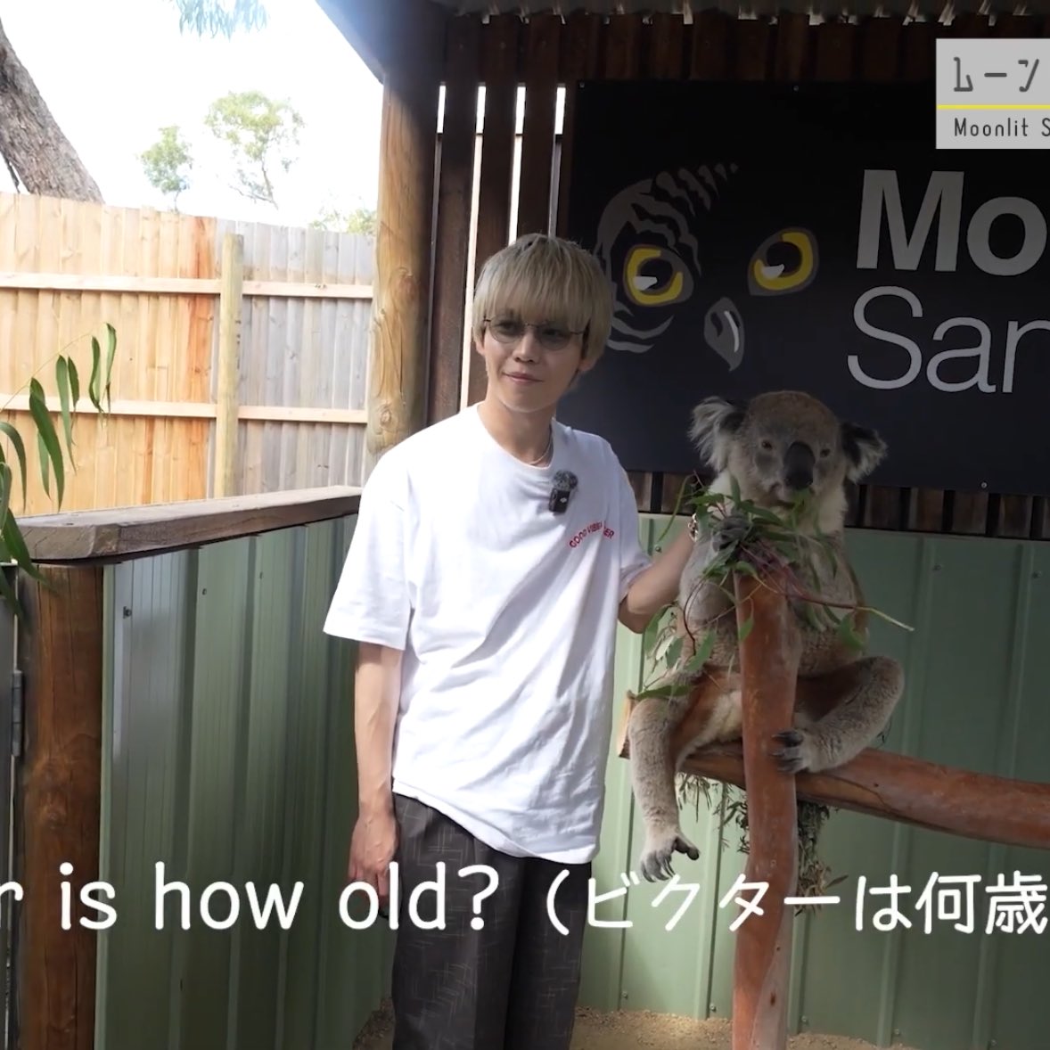 h2iing's tweet photo. このコアラなんか既視感あると思ったらチェキ会のときの私で草超えてユーカリ https://t.co/qRySHO4rDP