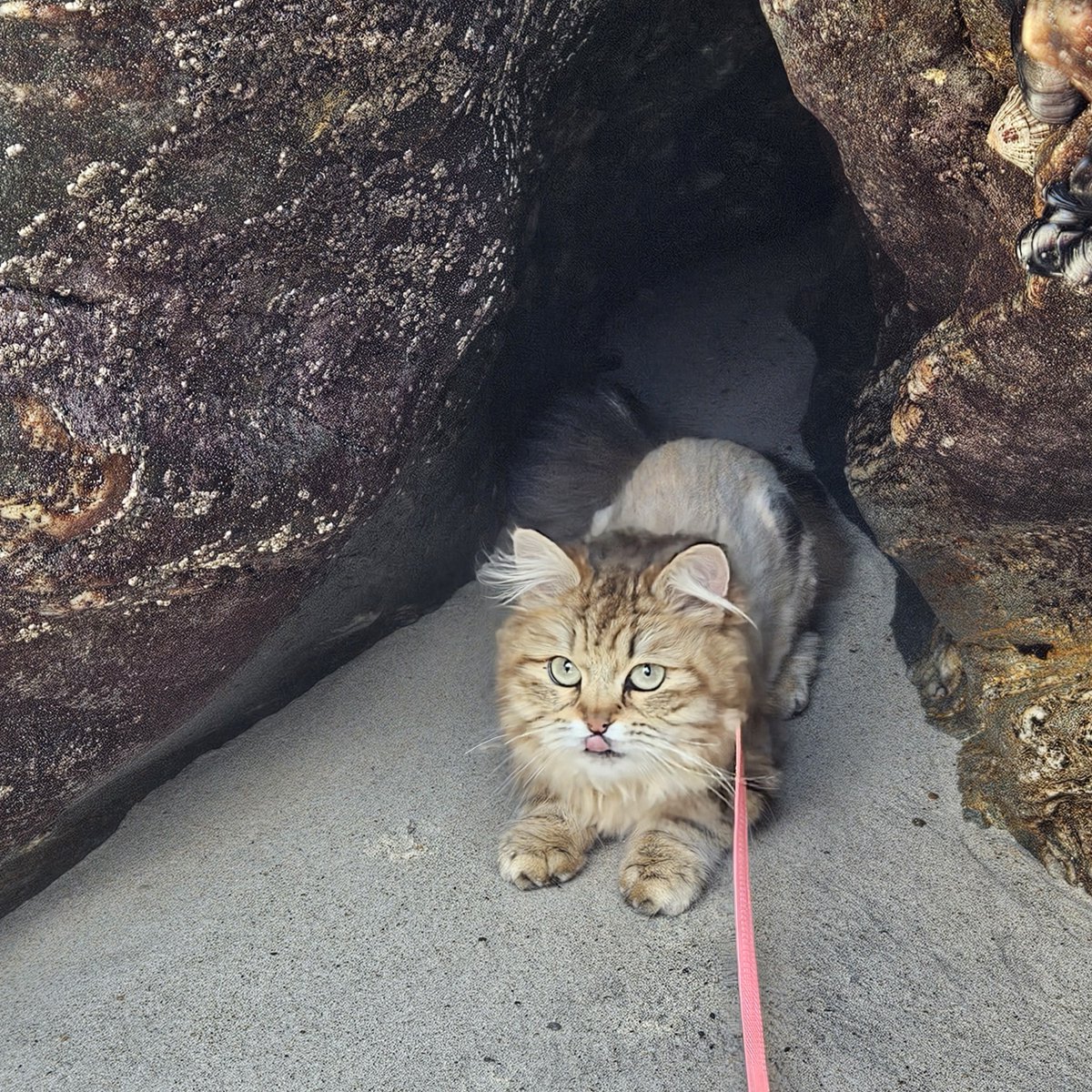 Just your average post-writing activity: walking our cat on the beach. Totally normal behavior, right??