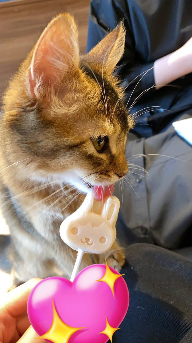 ciel_kohaku_'s tweet photo. にゃんこ飼いたいけど、うちじゃ飼えない��ら定期的に猫カフェ🥺⭐️

にゃんこ癒し〜〜〜 https://t.co/NeJiUc3u8A