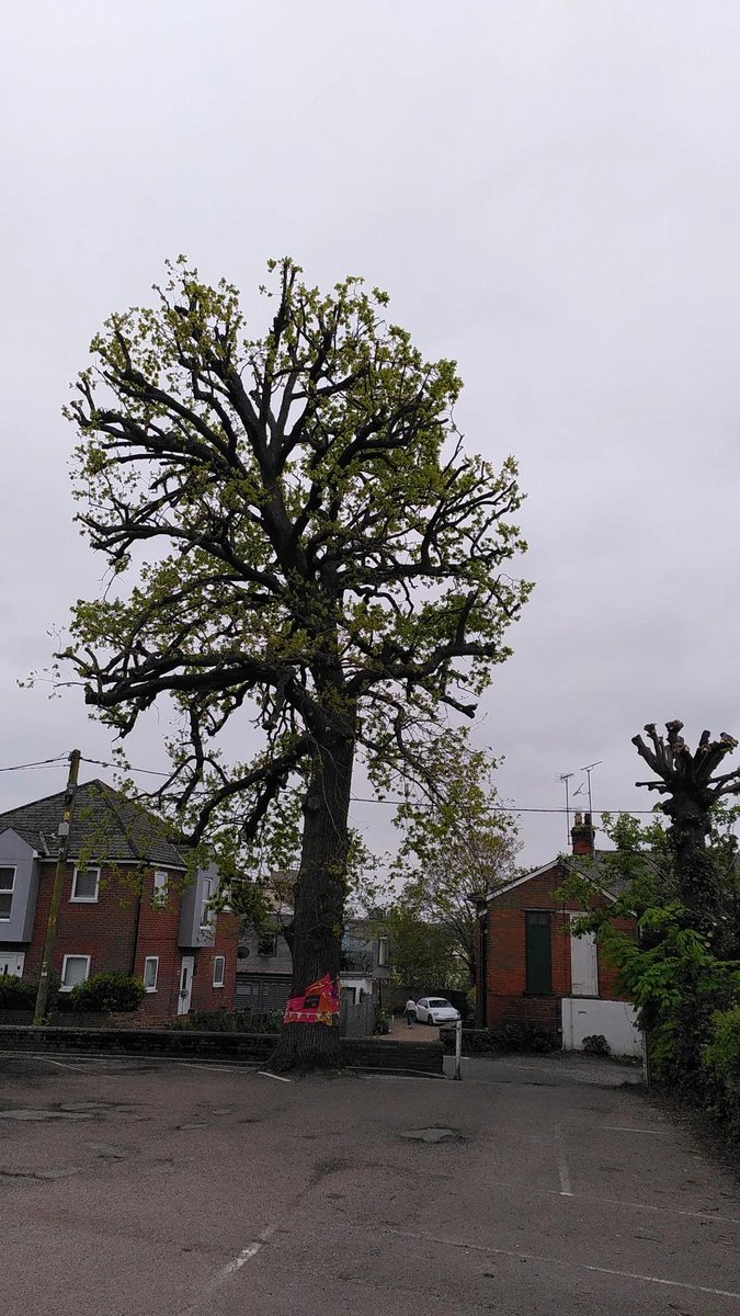 No new info to report on the situation here in Wivenhoe. <a href="/avivaplc/">Aviva plc</a> <a href="/AvivaUK/">Aviva UK</a> still have not responded to any of our communications, while Wivenhoe Town council also says very little. And yet, the Old King George oak tree is determined to produce leaves and carry on regardless.