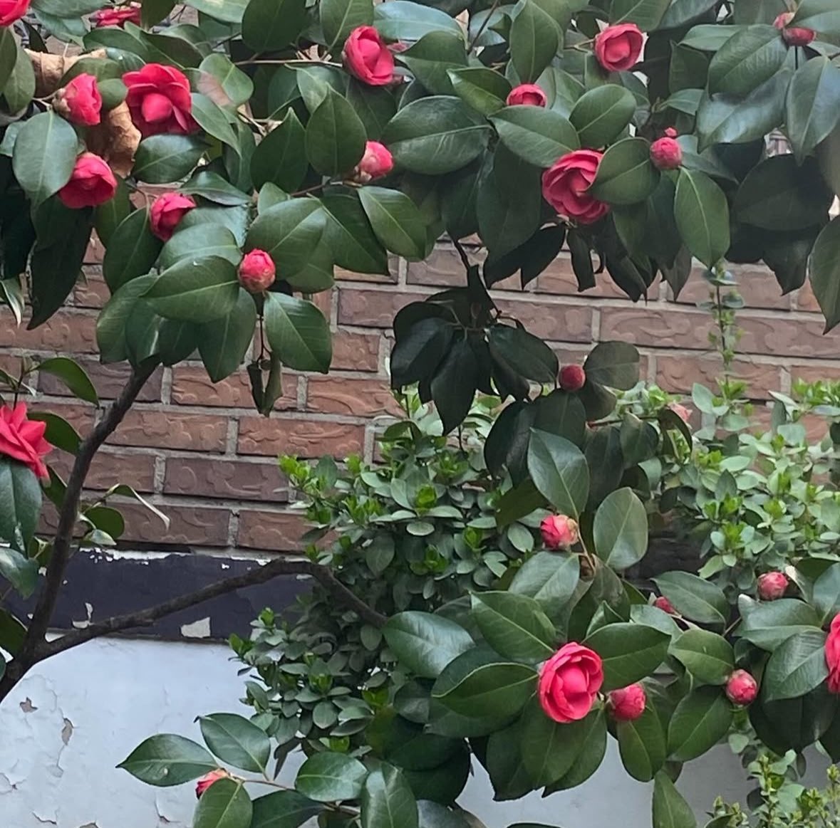 봄 이 왔 어 요 ♥︎ 

텍스트에서도 리듬감 느껴져서 우런니 목소리 자동재생 중 ⏯️