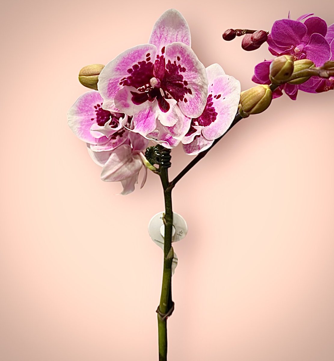 r_fototkr's tweet photo. Morning
#FlowersOnFriday #mothorchids #FlowerPhotography https://t.co/oTph3JzxdC