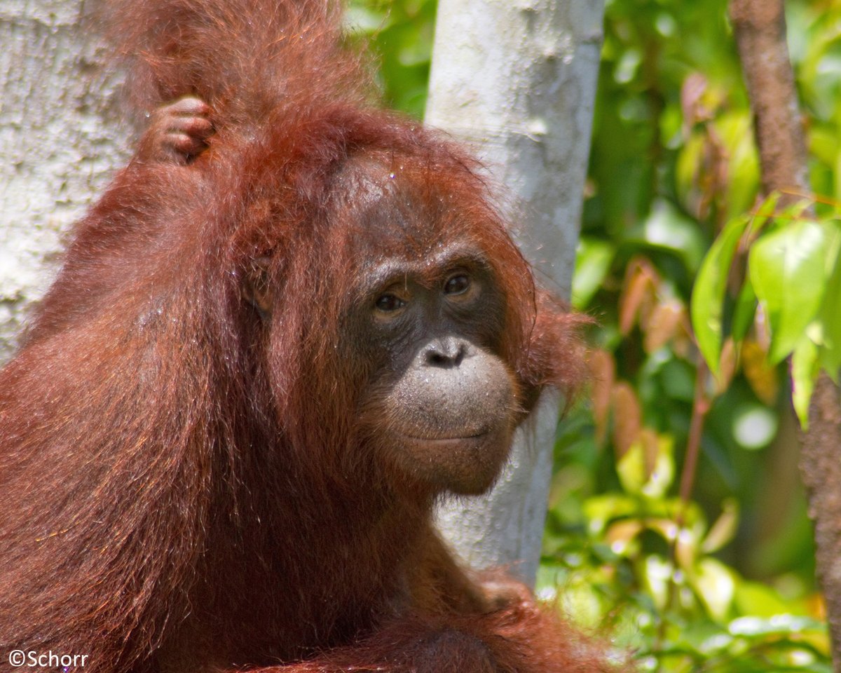 OrangUtansInNot's tweet image. A charming #smile to start the #weekend! By the way: Have you ever wondered why #orangutans looks so similar to us? This is because we are all great #apes. Have a great weekend.