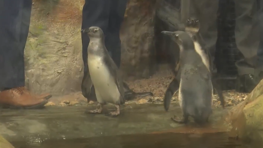 Gujarat Science City celebrates birthdays of three newborn penguins