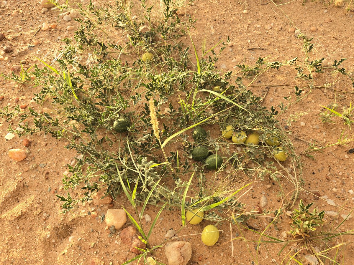 お！ナミブ砂漠で霧を集めるキリアツメ！これ、一般向けの本でも