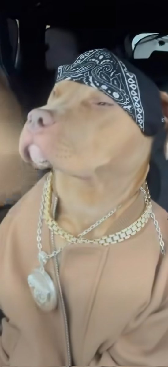 MrBeats61134631's tweet image. You think you&apos;re cool... and 90% of people actually see you that way.&quot;
#CoolVibes #DogLife #Swag #BossDog #Stylish