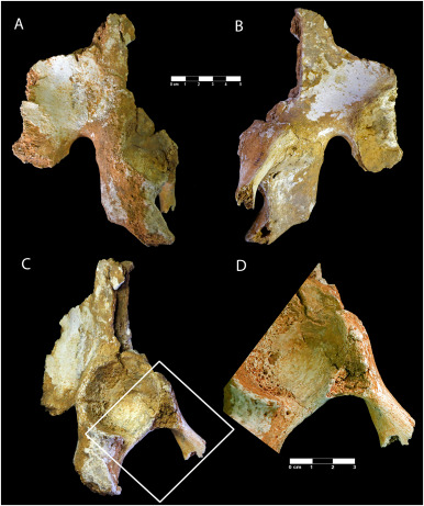 Roberto SĂĄez (@robertosaezm) on Twitter photo Pelvis neandertal El SidrĂłn SD-1663: rasgos similares con otros neandertales, pero tambiĂ©n afinidades con Homo anteriores, como ER 3228 (H. erectus) âĄïž Rango mĂĄs amplio de variaciĂłn pĂ©lvica dentro de los neandertales de lo que se conocĂa previamente.
đ <a href="/PaleoNicole/">Nicole Torres-Tamayo (she/her)</a> et al Pelvis neandertal El SidrĂłn SD-1663: rasgos similares con otros neandertales, pero tambiĂ©n afinidades con Homo anteriores, como ER 3228 (H. erectus) âĄïž Rango mĂĄs amplio de variaciĂłn pĂ©lvica dentro de los neandertales de lo que se conocĂa previamente.
đ <a href="/PaleoNicole/">Nicole Torres-Tamayo (she/her)</a> et al