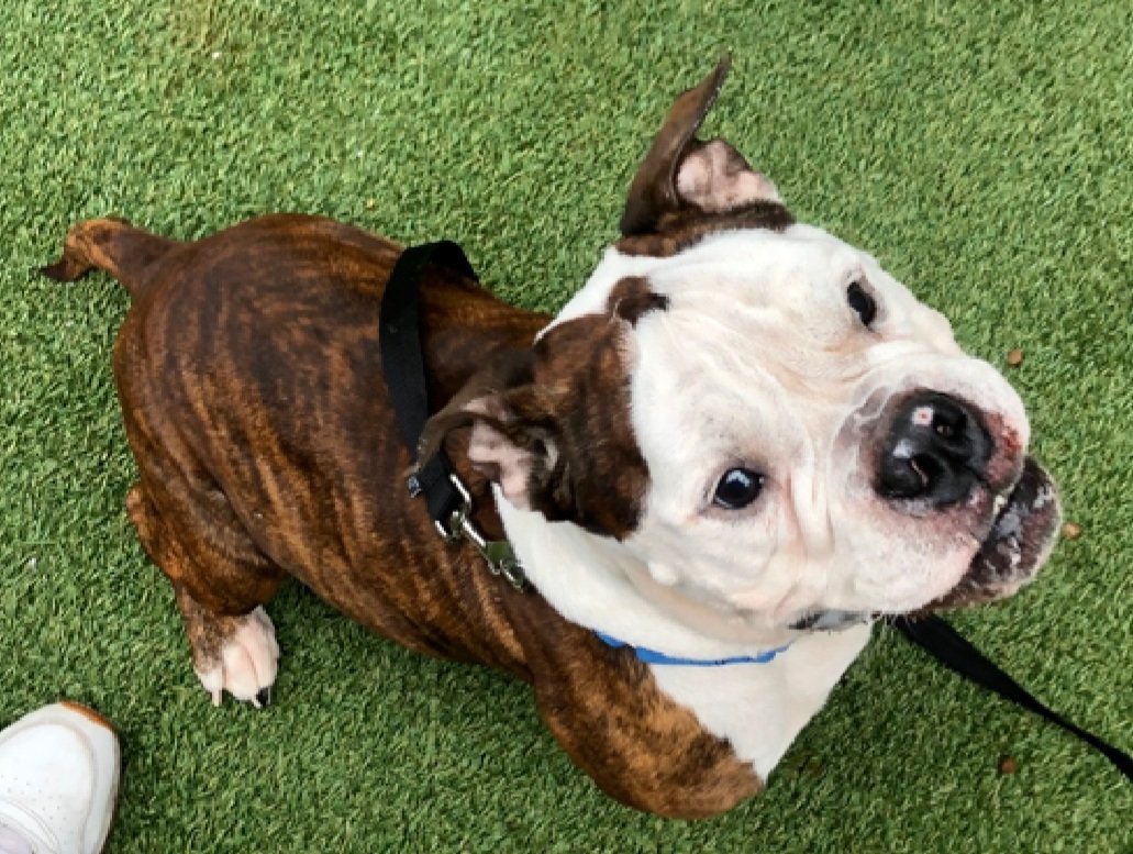 MorgFairsdogs's tweet image. Jabarkus Chunkmuffin 222038
Relisted TBK 4/26
#NYCACC
What's not to love?
He is a cute 5 yr old
Has big personality
Needs exp all adult home w/#UnicornFoster
Please help save Jabarkus Chunkmuffin!
nycacc.app/browse/222038
#Pledge4Rescue #foster #adopt